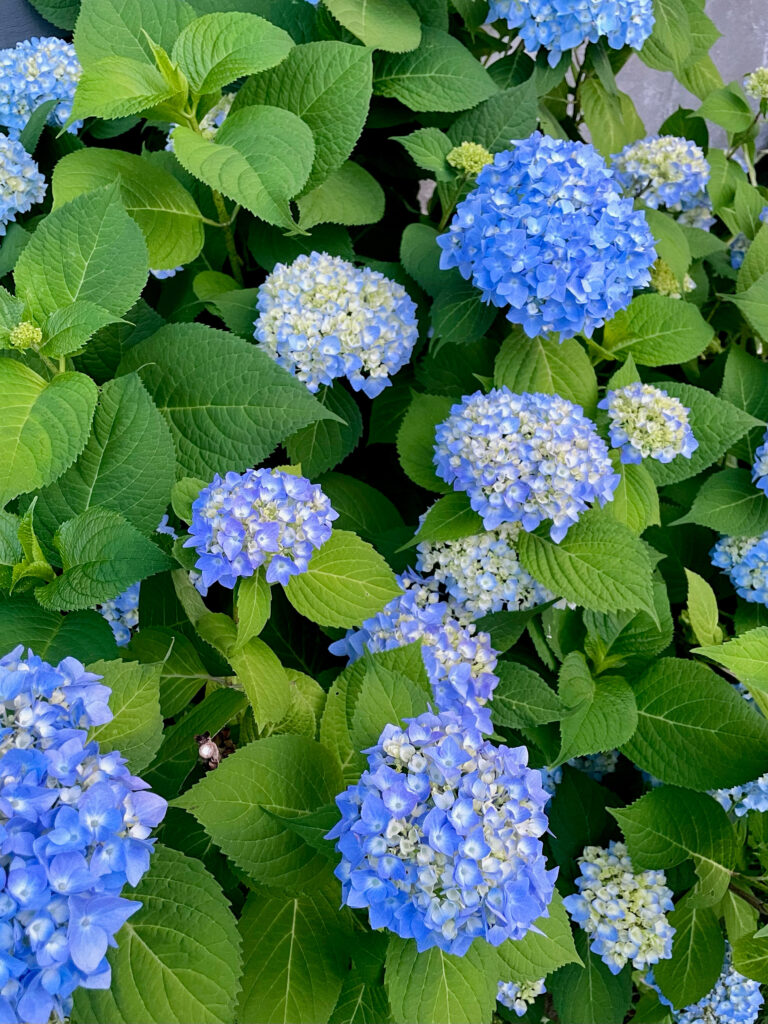 The Surprising Thing My Garden Taught Me About Pattern Design